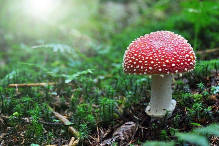 Amanita Mushroom Effects: What You Should Know