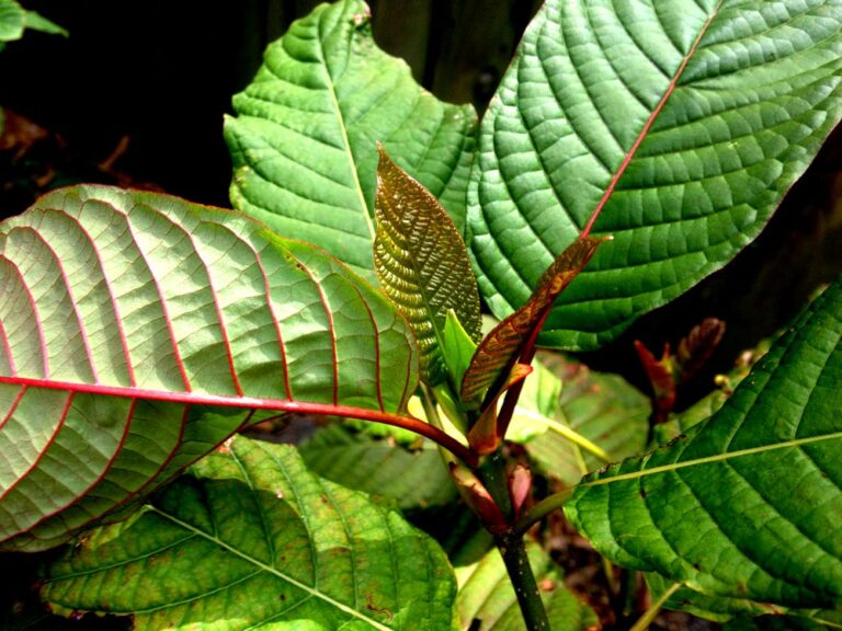 The Ultimate Guide To Kratom Strains And Veins: Which One is Right For You?